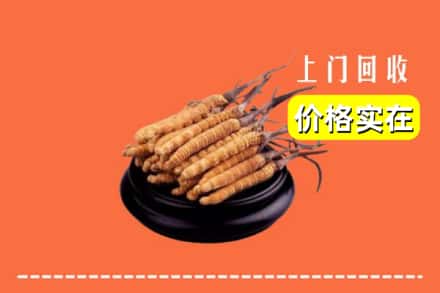丹东振安区回收冬虫夏草